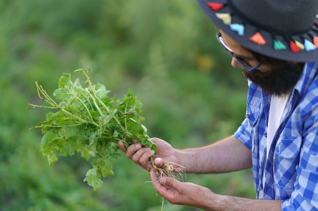 Vegetales orgánicos. Manos de agricultores inspeccionando plantas de patatas jóvenes. Patatas bio frescas