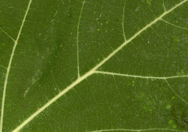 Vena de hoja verde