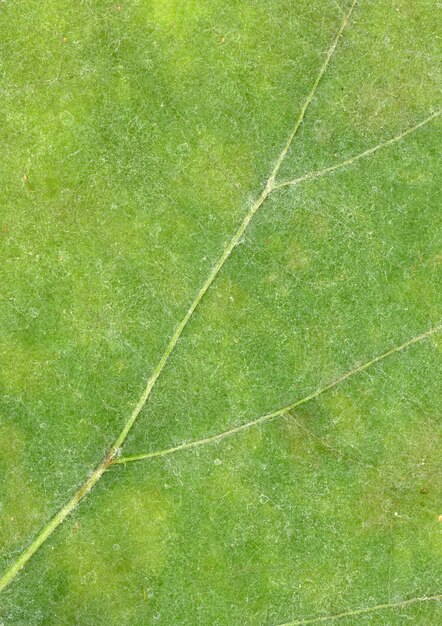 Vena de hoja verde