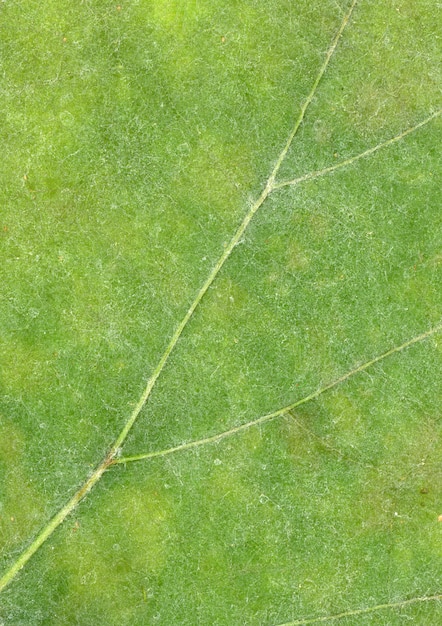 Vena de hoja verde