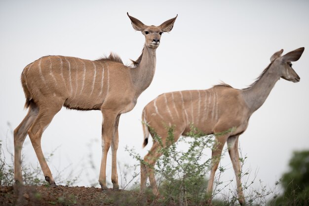 El venado de cola blanca caminando en un campo de hierba durante el día