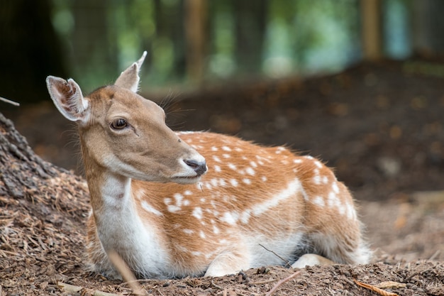 El venado de cola blanca descansando en el bosque