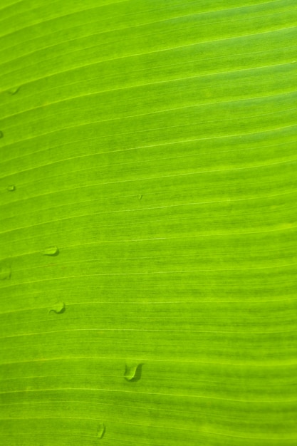 verano Detalle de la luz tropical orgánica