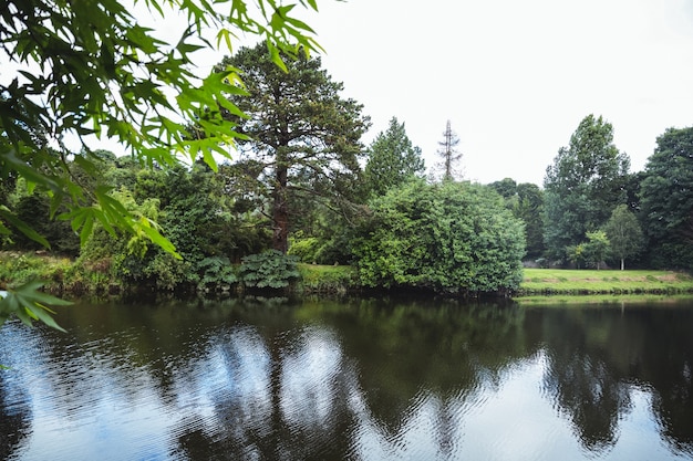 verde de árboles en la orilla del lago