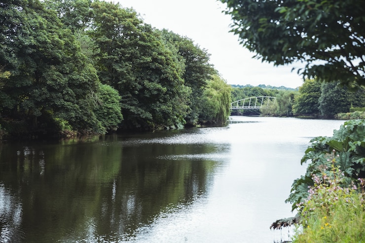 Foto gratuito verde de árboles en la orilla del lago
