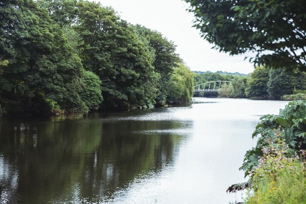 verde de árboles en la orilla del lago