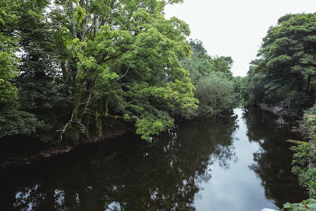 Foto gratuita verde de árboles en la orilla del lago