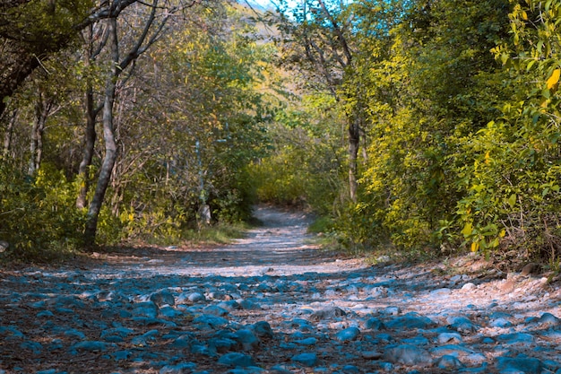 Verde, campo, bosque, hoja, rambling, escénico