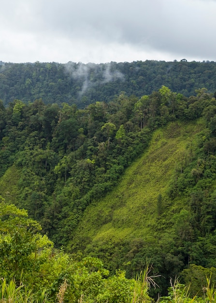 Verde exuberante valle y montaña en costa rica