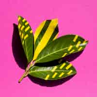 Foto gratuita verde natural y amarillo artificial en las hojas.