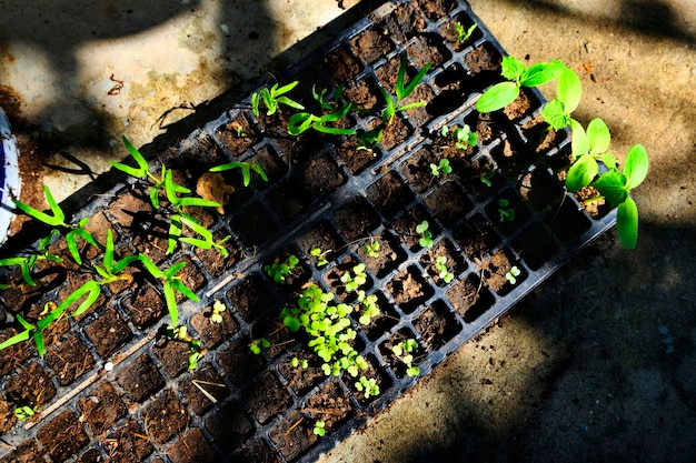 El verde de las plantas en maceta La naturaleza de jardinería