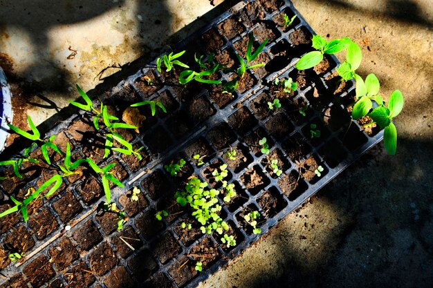 El verde de las plantas en maceta La naturaleza de jardinería