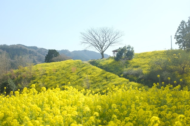 las verdes colinas del campo