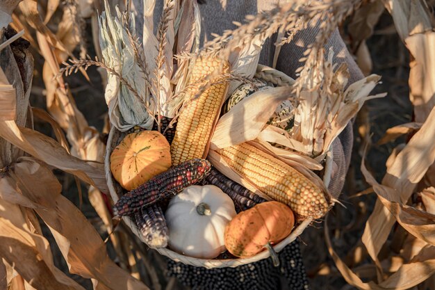 Verduras de cosecha de otoño en manos femeninas en un campo de maíz