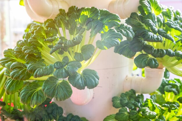 Verduras orgánicas en invernadero