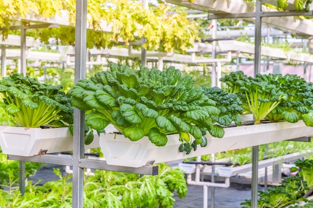 Verduras orgánicas en invernadero