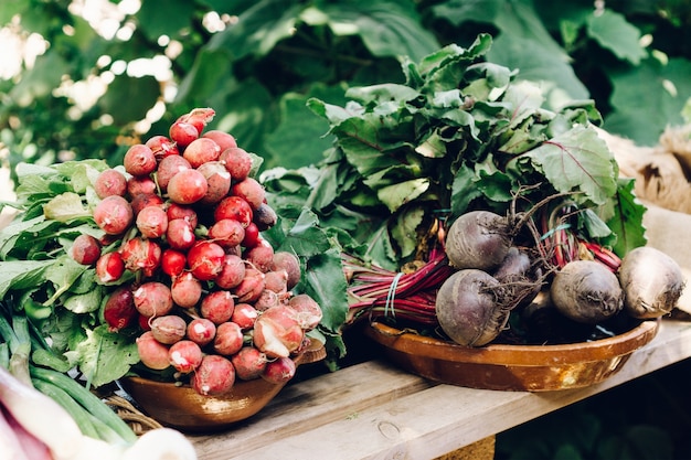 Verduras recién cosechadas