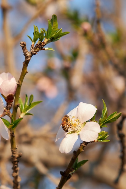 Vertical de una abeja en una flor de albaricoque en un jardín bajo la luz del sol con una pared borrosa