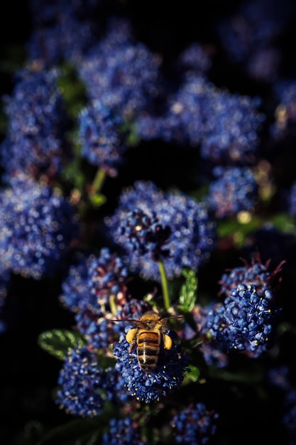 Vertical de un abejorro posado sobre una flor de una flor Ceanothus