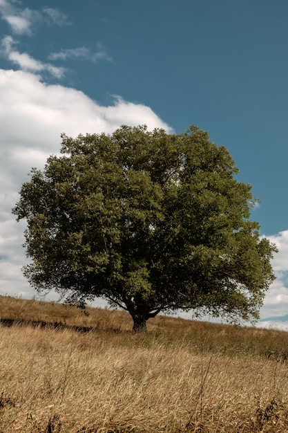 Foto gratuita vertical de un árbol verde en medio de un campo durante el otoño