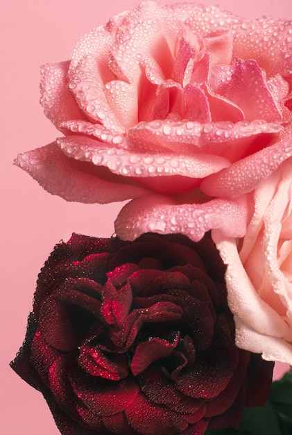 Vertical de delicadas rosas con pétalos cubiertos de rocío