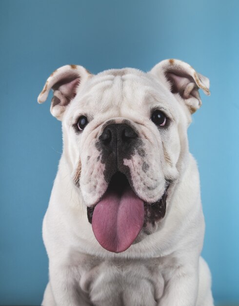 Vertical de un divertido cachorro de bulldog inglés aislado en un azul