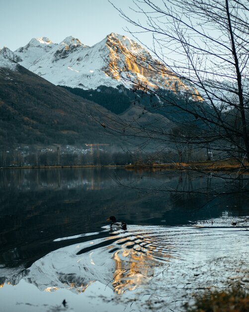 Vertical escénica de un lago con un pato nadando y los Alpes de montaña