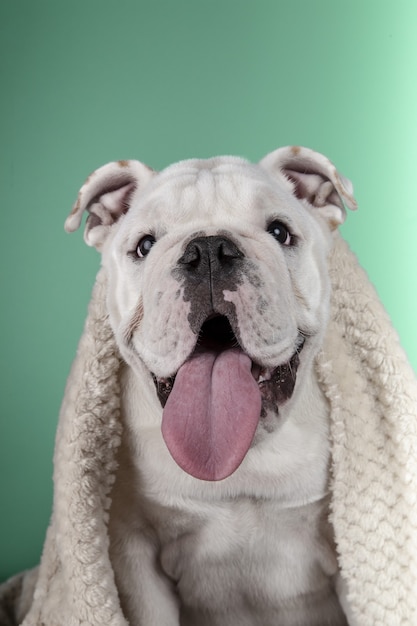 Foto gratuita vertical de un gracioso cachorro de bulldog inglés envuelto en una manta sobre un fondo verde