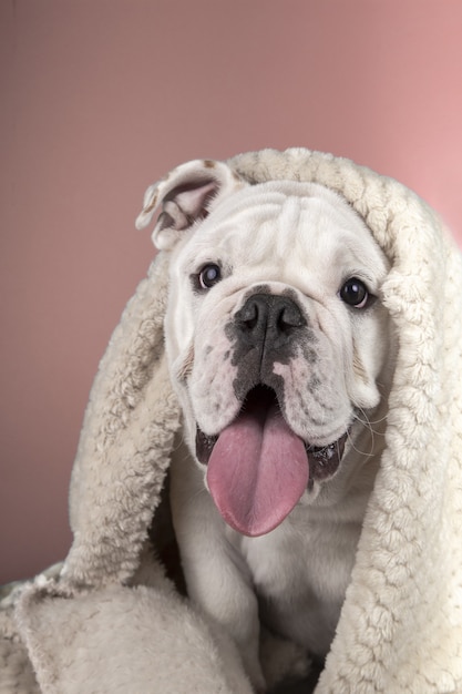 Vertical de un gracioso cachorro de bulldog inglés envuelto en una manta sobre una superficie rosa