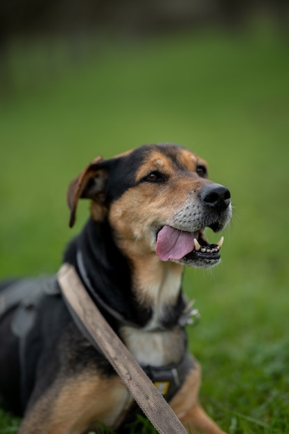 Vertical de un gracioso perro huntaway con una correa sentado en el jardín con la lengua pegada