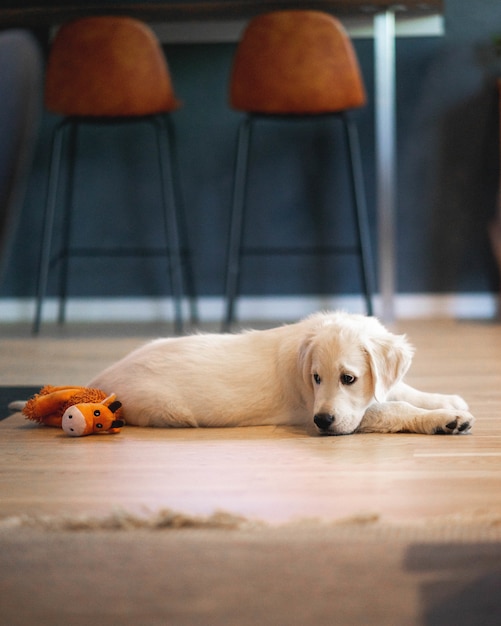 Foto gratuita vertical de un lindo perro shite y un animal de peluche amarillo tirado en el piso