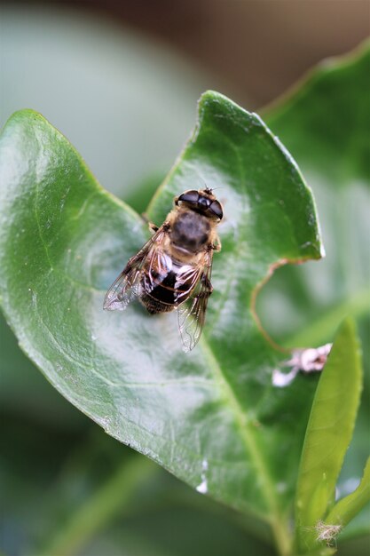 Vertical de una mosca sobre una planta en un campo bajo la luz del sol con una pared borrosa