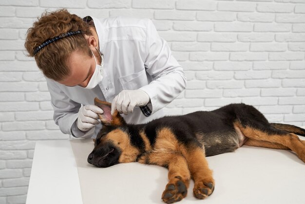 Veterinario en bata de laboratorio blanca examinando oreja de perro