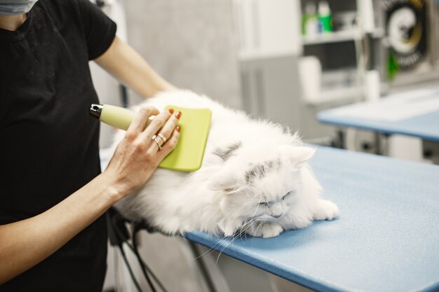 Veterinario con cepillo para animales. Mujer con camiseta negra. Gato en un sofá.