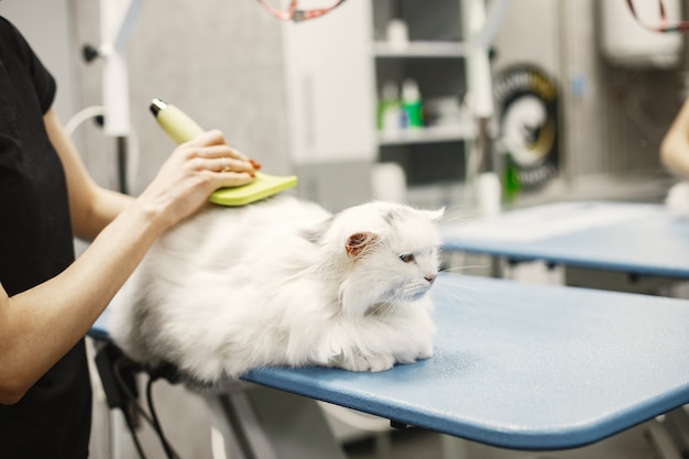 Veterinario con cepillo para animales. Mujer con camiseta negra. Gato en un sofá.