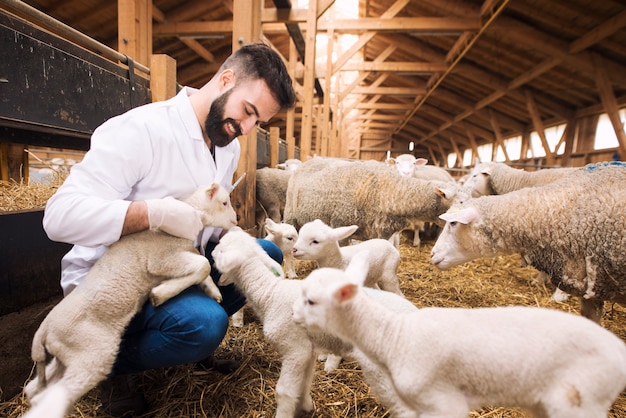 Veterinario cuidando corderos en granja de ovejas