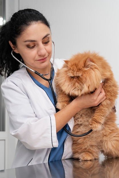 Veterinario cuidando mascota