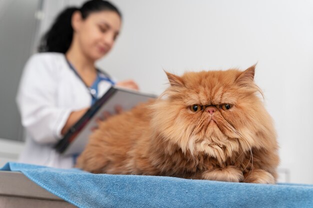 Veterinario cuidando mascota