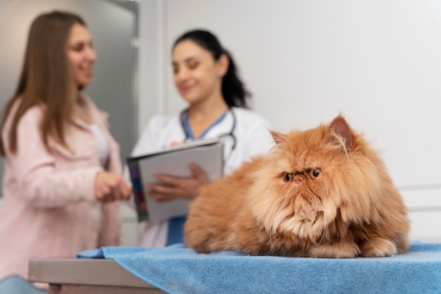 Foto gratuita veterinario cuidando mascota