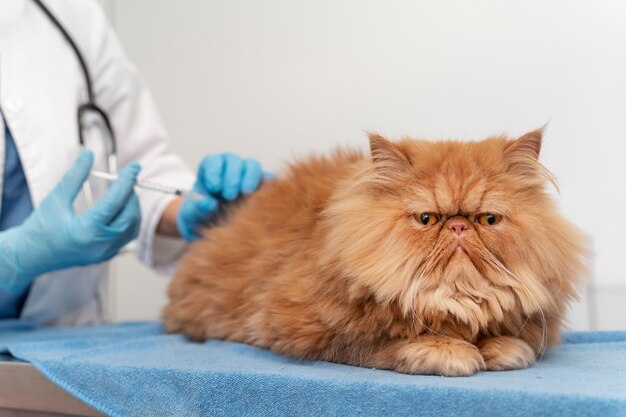 Veterinario cuidando mascota