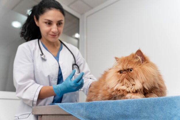 Veterinario cuidando mascota