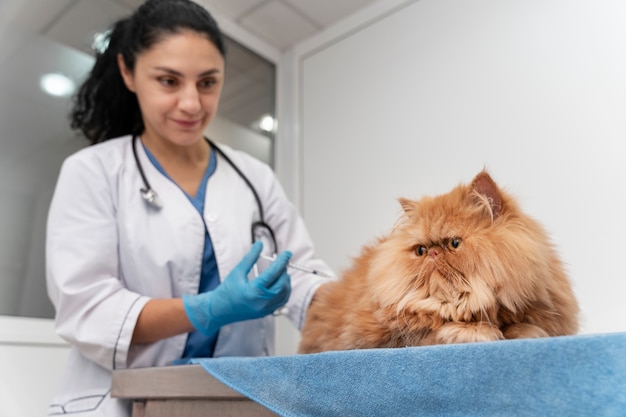 Veterinario cuidando mascota