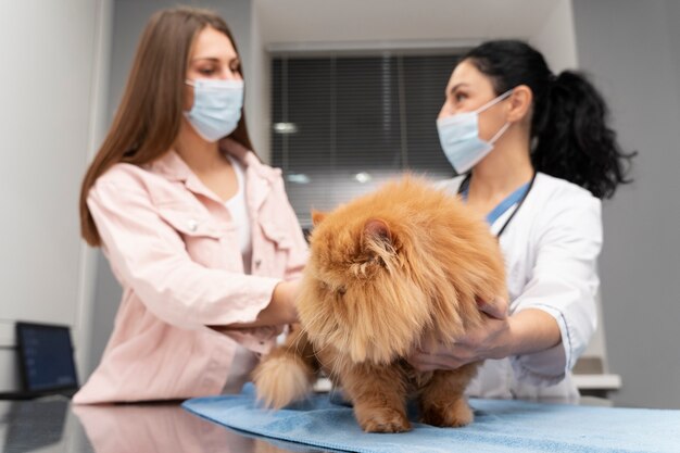 Veterinario cuidando mascota