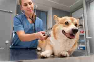 Foto gratuita veterinario cuidando perro mascota