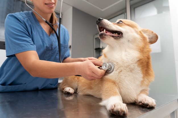 Veterinario cuidando perro mascota