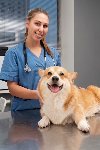 Veterinario cuidando perro mascota