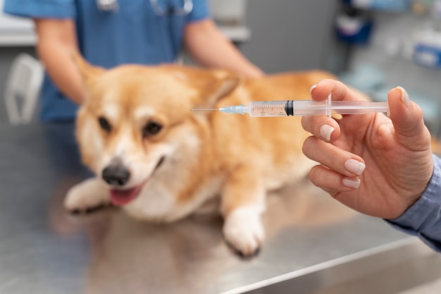 Foto gratuita veterinario cuidando perro mascota