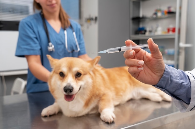 Veterinario cuidando perro mascota