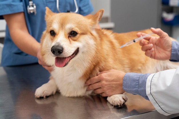 Veterinario cuidando perro mascota