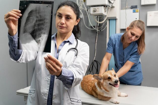 Veterinario cuidando perro mascota